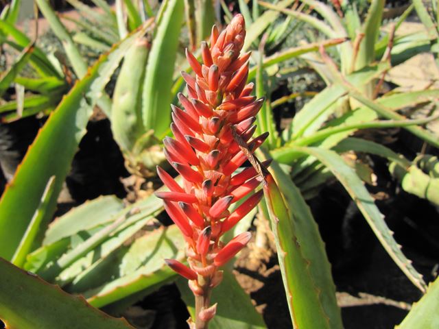 Aloe hardyi (7)